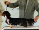 Can Ch BISS Joskip's Spring Storm ML - Winner of the Miniature Dachshund Club of British Columbia Specialty 2012. 