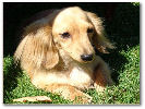 Miniature Longhaired Dachshund  - Hannah