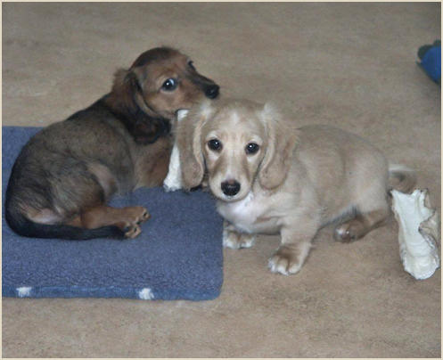 mini long haired dachshund puppies. Miniature Longhaired Dachshund