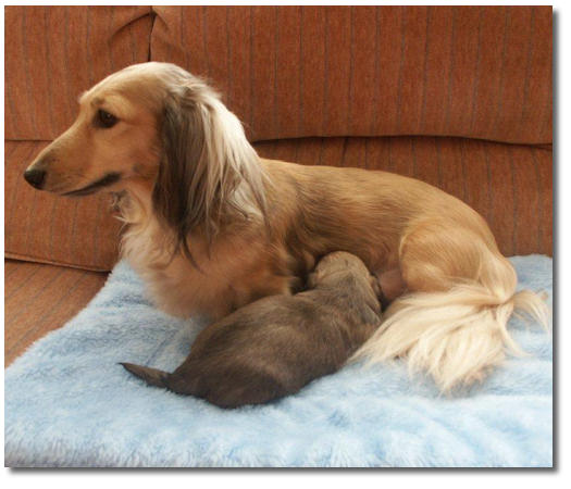 miniature long haired dachshund puppies. Miniature Longhaired Dachshund