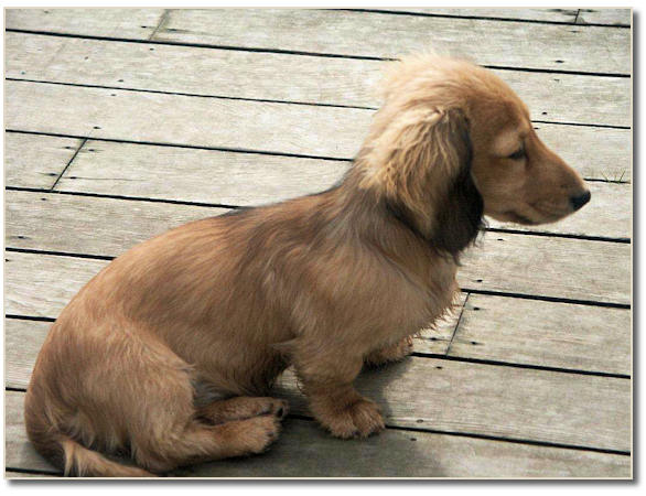 miniature long haired dachshund puppies. Miniature Longhaired Dachshund