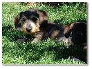 Joskip Wirehaired Miniature Dachshund Puppy