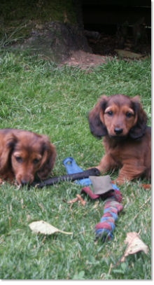 Puppies at Joskip Dachshunds