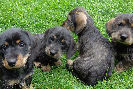 Wirehaired Dachshund Puppies May 2013